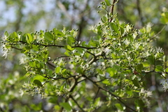 Capparis sepiaria